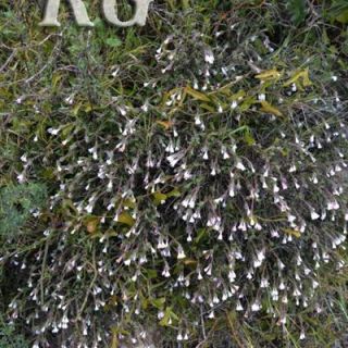 ssp versicolor-Samandağı-Hatay