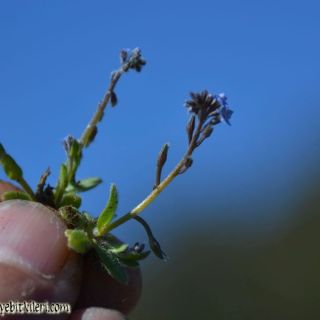 ssp ramosissima-Datça-Muğla