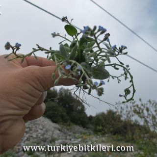 ssp ramosissima-Datça-Muğla