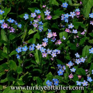 subsp.cyanea-Uzungöl-Trabzon