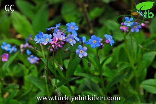 subsp.cyanea-Uzungöl-Trabzon