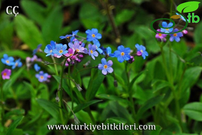 subsp.cyanea-Uzungöl-Trabzon