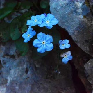 subsp. cilicica-Aladağlar