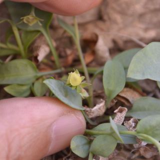 Boncuk dağları-Burdur