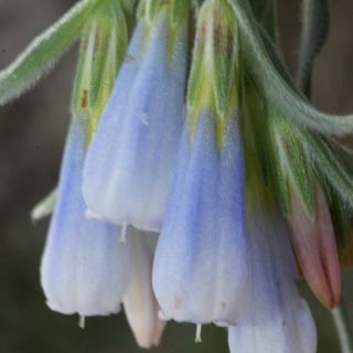 subsp sanguinolenta-Fethiye
