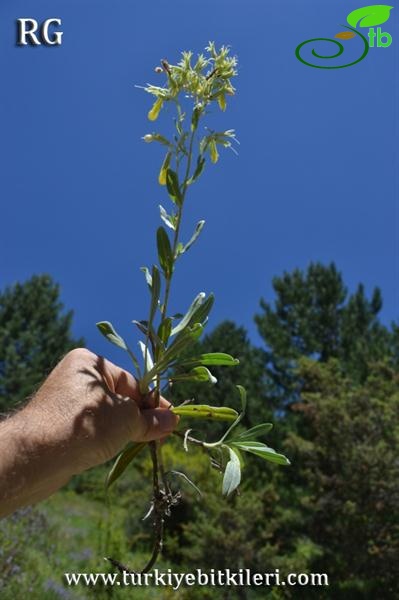 Ilgaz dağları-Kastamonu