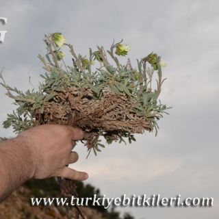 Samandağı-Hatay