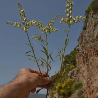 Muğla