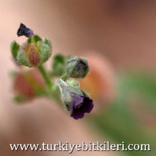 var cariense-Sandras dağı-Köyceğiz