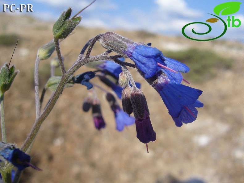 var. racemosum - Sivas