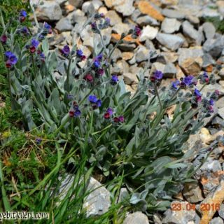 Amanos dağları-Hatay