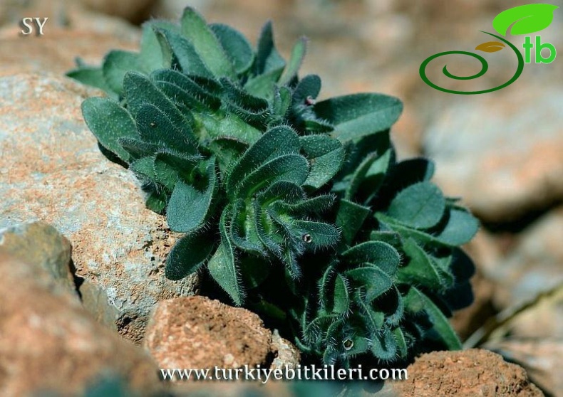 Tunceli