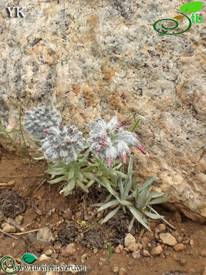 Tunceli