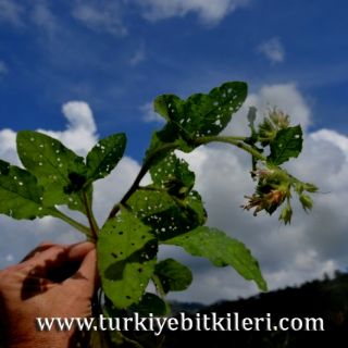 Marmaris-Muğla
