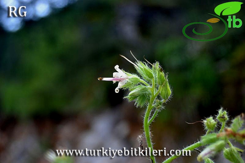 Marmaris-Muğla