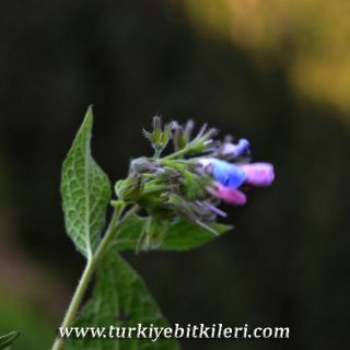 İkizdere-Rize