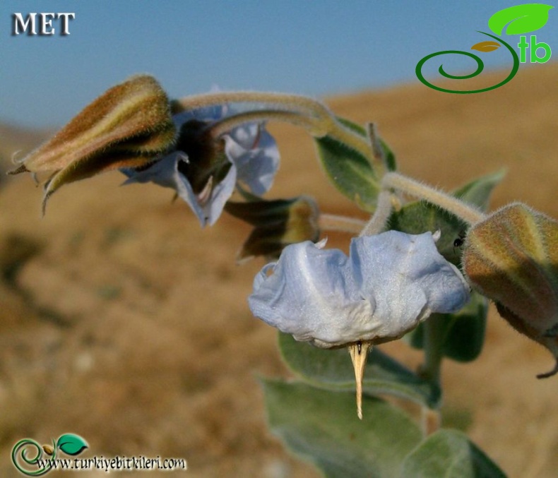 Siirt