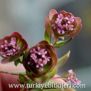 Tunceli
