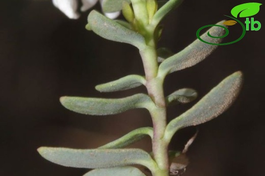 subsp. compactum-Fethiye-Muğla
