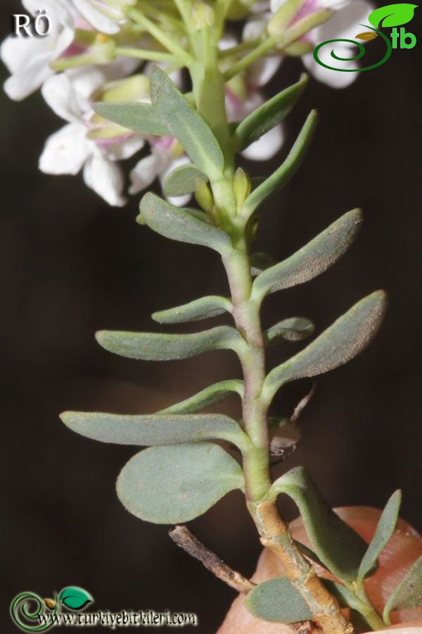 subsp. compactum-Fethiye-Muğla