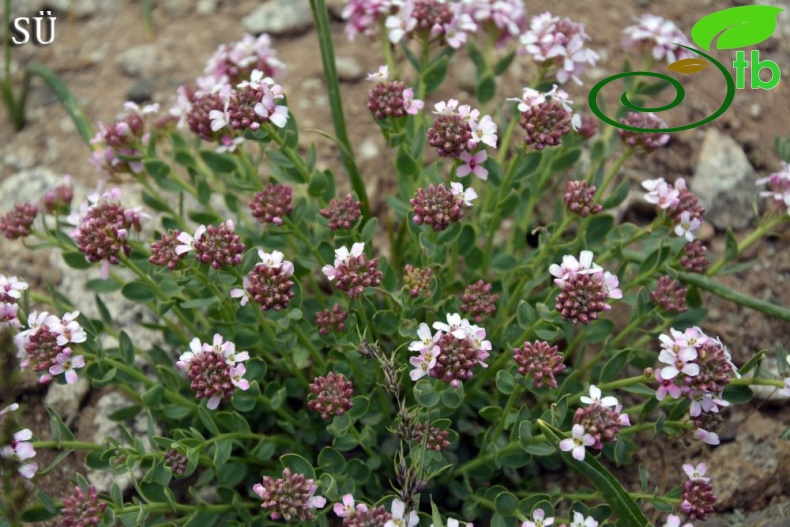 subsp. speciosum-Hakkari