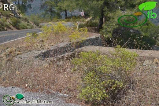 Alyssum discolor_A.corsicum-Marmaris-Muğla