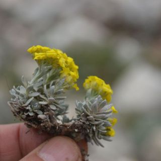 Muğla