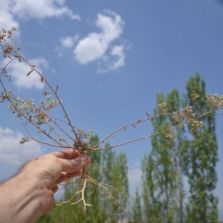 Seki yaylası-Fethiye