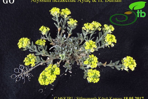 Alyssum nezaketiae_Cankiri