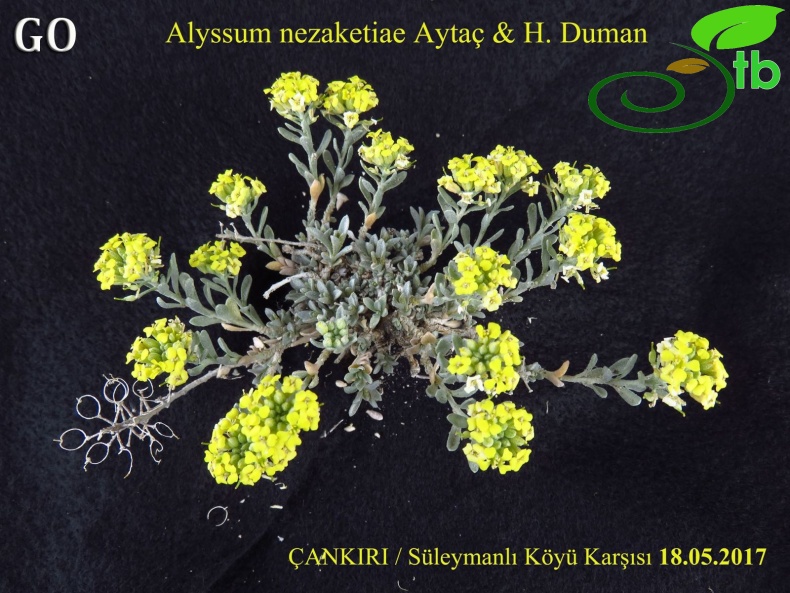 Alyssum nezaketiae_Cankiri