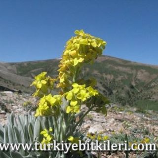 subsp. elichrysifolium var. canescens-Şarkisla-Sivas