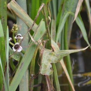 Aydoğan dağları-Muş