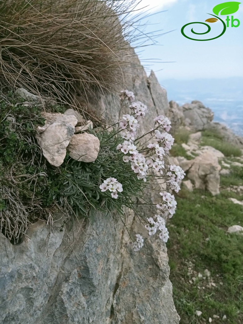 Muğla