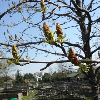 Nezahat-Gökyiğit-BB