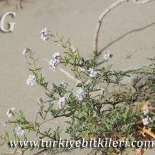 Silifke-Mersin
