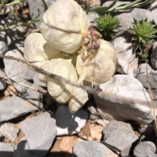 subsp. vesicaria-Tunceli