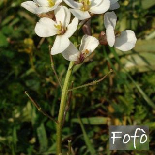 var. erucoides