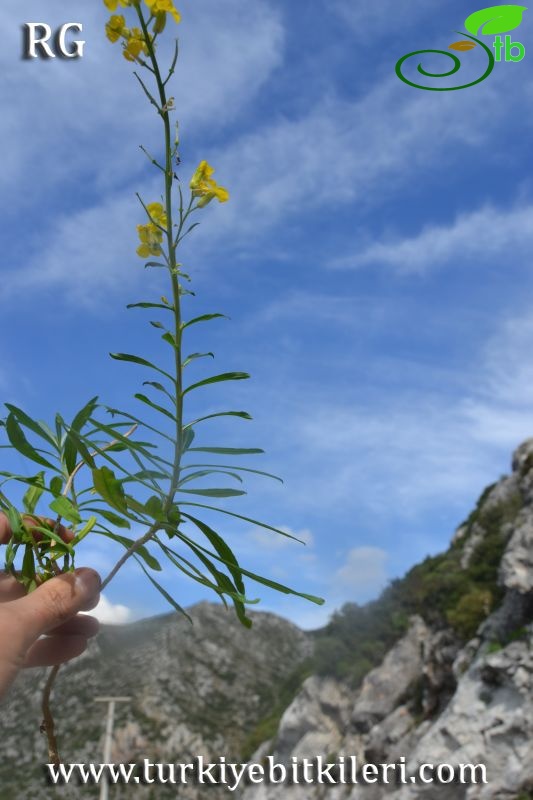 Marmaris-Muğla