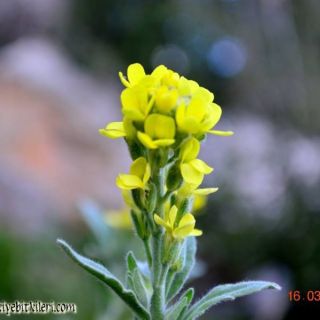 subsp. anatolica-Hatay