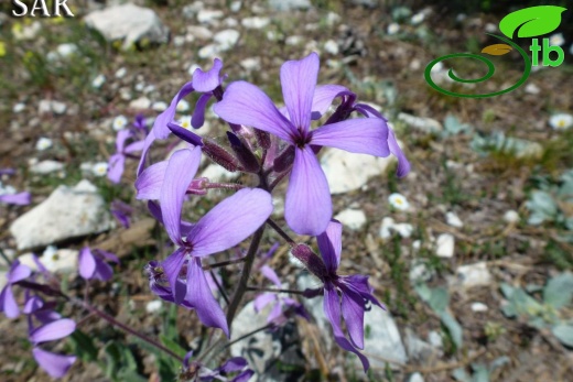 Göktepe-Muğla