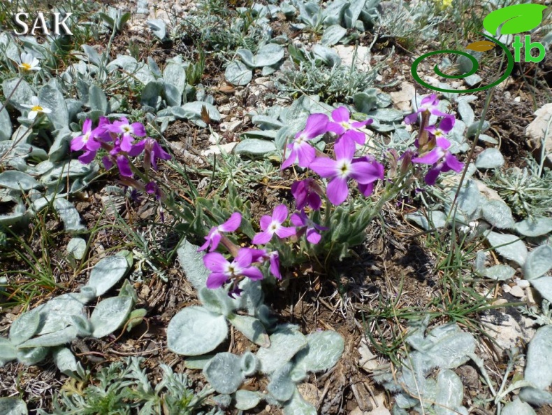 Göktepe-Muğla