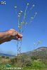 Datça-Muğla