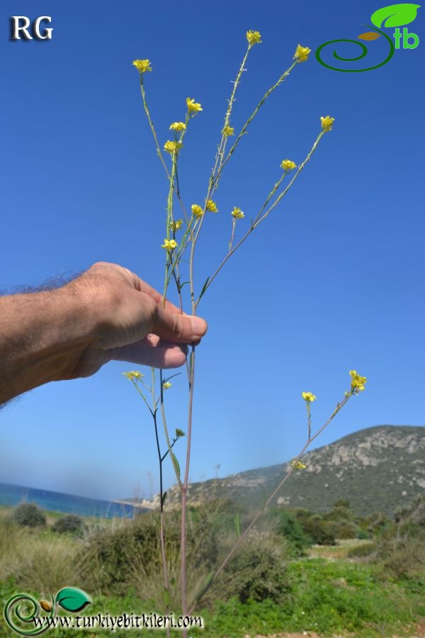 Datça-Muğla