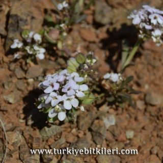 Kemaliye-Erzincan