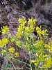 subsp. subradiata var. subradiata-Hatay