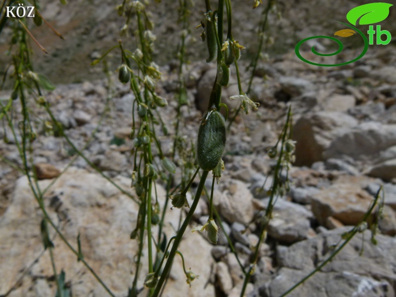 subsp. nurhakense-Kahramanmaraş