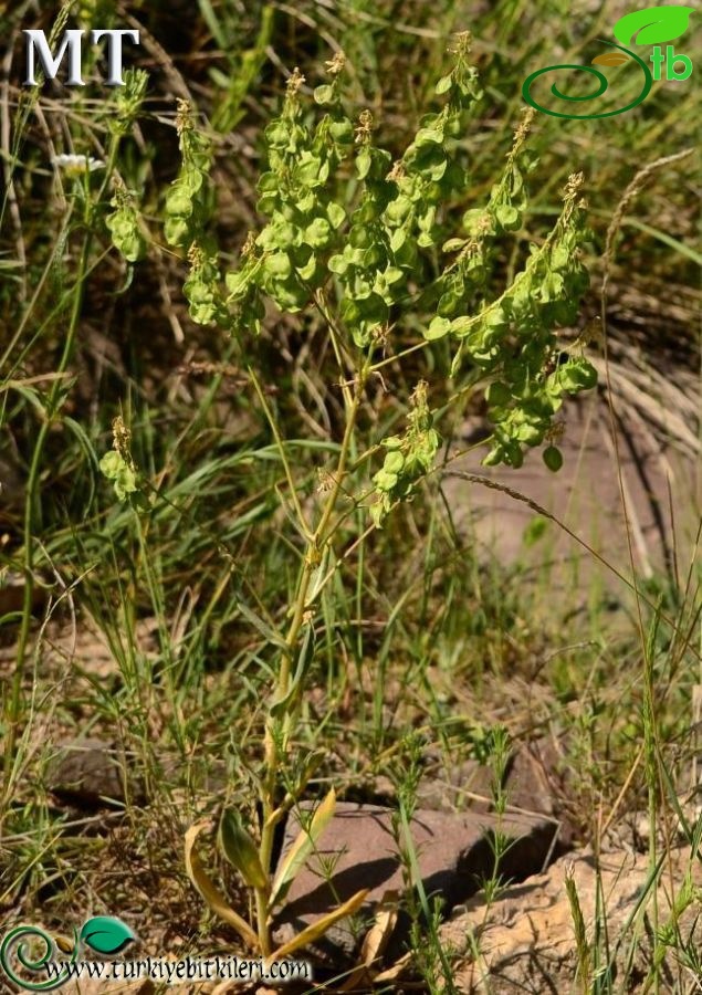 subsp steveniana-Kars