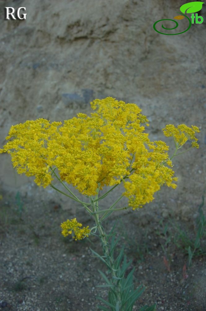 Nevşehir