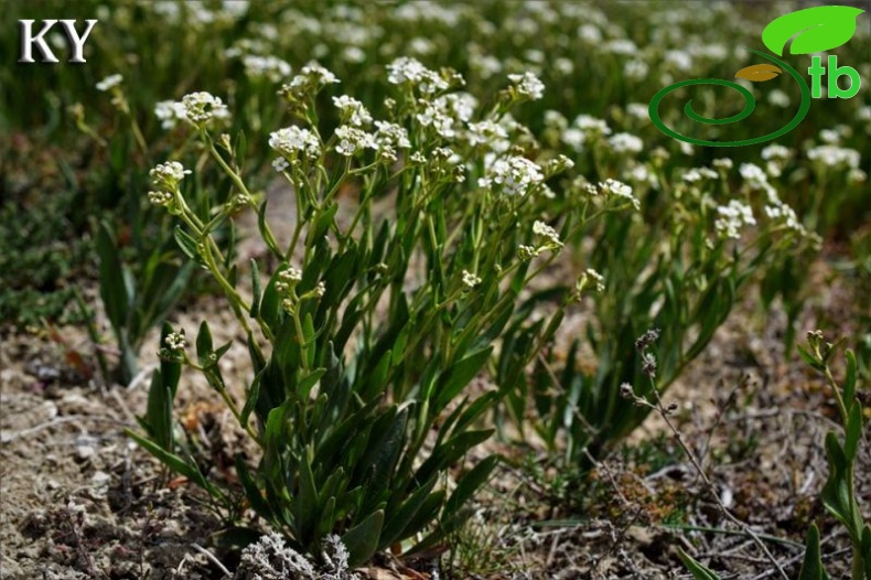subsp. crassifolium