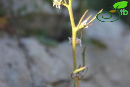 subsp. spinescens-Mardin